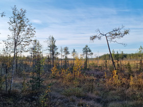 Metsämaata Pellosta, Metsätilat ja maatilat, Pello, Tori.fi Metsämaata Pellosta, Metsätilat ja maatilat, Pello, Tori.fi