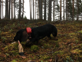 Ultracom KoiraGPS panta P2, Metsästystarvikkeet, Metsästys ja kalastus, Mikkeli, Tori.fi Ultracom KoiraGPS panta P2, Metsästystarvikkeet, Metsästys ja kalastus, Mikkeli, Tori.fi