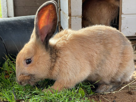 Nuori uros kani, Muut eläimet, Lemmikkieläimet, Tervola, Tori.fi Nuori uros kani, Muut eläimet, Lemmikkieläimet, Tervola, Tori.fi