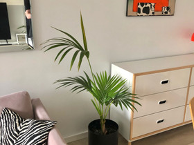 Kentiapalmu altakasteluruukulla, Kasvit ja siemenet, Piha ja puutarha, Espoo, Tori.fi Kentiapalmu altakasteluruukulla, Kasvit ja siemenet, Piha ja puutarha, Espoo, Tori.fi