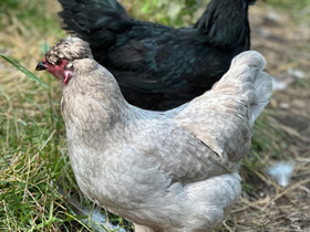 4 Araucana kanaa, 2 Ayam Cemania ja Araucana kukko, Muut eläimet, Lemmikkieläimet, Rauma, Tori.fi 4 Araucana kanaa, 2 Ayam Cemania ja Araucana kukko, Muut eläimet, Lemmikkieläimet, Rauma, Tori.fi