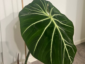 Philodendron Gloriosum Dark form latvapistokas, Kasvit ja siemenet, Piha ja puutarha, Joensuu, Tori.fi Philodendron Gloriosum Dark form latvapistokas, Kasvit ja siemenet, Piha ja puutarha, Joensuu, Tori.fi