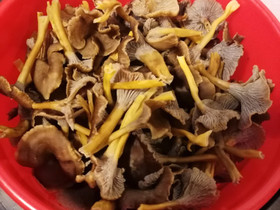 Suppilovahvero, Hyvinvointi ja elintarvikkeet, Terveys ja hyvinvointi, Ylöjärvi, Tori.fi Suppilovahvero, Hyvinvointi ja elintarvikkeet, Terveys ja hyvinvointi, Ylöjärvi, Tori.fi