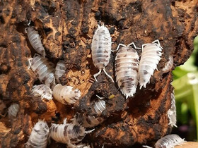 Porcellio laevis Dairy cow siiroja, Muut eläimet, Lemmikkieläimet, Lappeenranta, Tori.fi Porcellio laevis Dairy cow siiroja, Muut eläimet, Lemmikkieläimet, Lappeenranta, Tori.fi