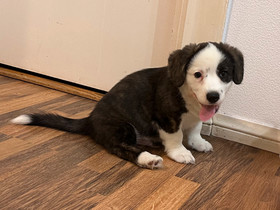 Welsh corgi cardigan urospentu, Koirat, Lemmikkieläimet, Raasepori, Tori.fi Welsh corgi cardigan urospentu, Koirat, Lemmikkieläimet, Raasepori, Tori.fi