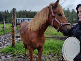 Suvukas tammavarsa, Hevoset ja ponit, Hevoset ja hevosurheilu, Seinäjoki, Tori.fi Suvukas tammavarsa, Hevoset ja ponit, Hevoset ja hevosurheilu, Seinäjoki, Tori.fi