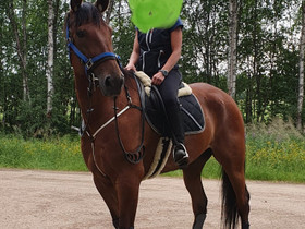 Lämppäriruuna ratsuksi, Hevoset ja ponit, Hevoset ja hevosurheilu, Inari, Tori.fi Lämppäriruuna ratsuksi, Hevoset ja ponit, Hevoset ja hevosurheilu, Inari, Tori.fi
