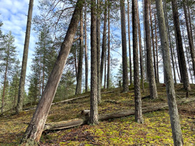 Metsätila Inarista, Metsätilat ja maatilat, Rovaniemi, Tori.fi Metsätila Inarista, Metsätilat ja maatilat, Rovaniemi, Tori.fi