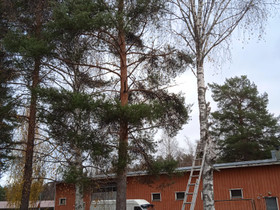 2 pihakoivua tekopalkalla, Muu piha ja puutarha, Piha ja puutarha, Joensuu, Tori.fi 2 pihakoivua tekopalkalla, Muu piha ja puutarha, Piha ja puutarha, Joensuu, Tori.fi