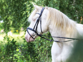 Zemaituka ruuna, Hevoset ja ponit, Hevoset ja hevosurheilu, Kannus, Tori.fi Zemaituka ruuna, Hevoset ja ponit, Hevoset ja hevosurheilu, Kannus, Tori.fi