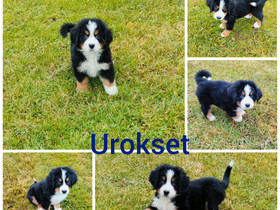 Isokokoiset pennut, Koirat, Lemmikkieläimet, Alajärvi, Tori.fi Isokokoiset pennut, Koirat, Lemmikkieläimet, Alajärvi, Tori.fi