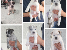 American bully XL, Koirat, Lemmikkieläimet, Salo, Tori.fi American bully XL, Koirat, Lemmikkieläimet, Salo, Tori.fi