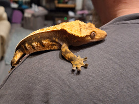 Harjasgekko uros, Muut eläimet, Lemmikkieläimet, Lapua, Tori.fi Harjasgekko uros, Muut eläimet, Lemmikkieläimet, Lapua, Tori.fi