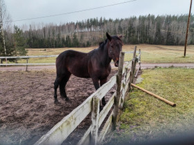 Lämminverinen tamma, Hevoset ja ponit, Hevoset ja hevosurheilu, Kouvola, Tori.fi Lämminverinen tamma, Hevoset ja ponit, Hevoset ja hevosurheilu, Kouvola, Tori.fi