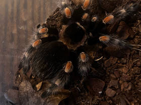 Brachypelma hamorii, Muut eläimet, Lemmikkieläimet, Kokkola, Tori.fi Brachypelma hamorii, Muut eläimet, Lemmikkieläimet, Kokkola, Tori.fi