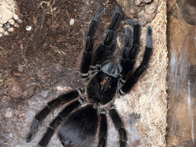 Phormictopus atrichomatus, Muut eläimet, Lemmikkieläimet, Kokkola, Tori.fi Phormictopus atrichomatus, Muut eläimet, Lemmikkieläimet, Kokkola, Tori.fi