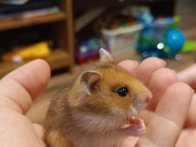 Hamsteri, Jyrsijät, Lemmikkieläimet, Kankaanpää, Tori.fi Hamsteri, Jyrsijät, Lemmikkieläimet, Kankaanpää, Tori.fi