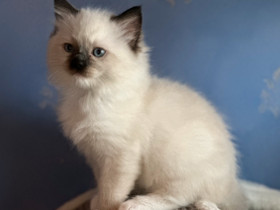 Ragdoll kissan pentuja, Kissat, Lemmikkieläimet, Lemland, Tori.fi Ragdoll kissan pentuja, Kissat, Lemmikkieläimet, Lemland, Tori.fi