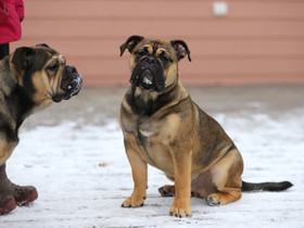 Continental bulldogi FCI, Koirat, Lemmikkieläimet, Uusikaupunki, Tori.fi Continental bulldogi FCI, Koirat, Lemmikkieläimet, Uusikaupunki, Tori.fi