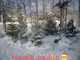 Joulukuusia!, Muu piha ja puutarha, Piha ja puutarha, Rovaniemi, Tori.fi