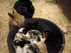 Nuoria ja aikuisia kaneja, Muut eläimet, Lemmikkieläimet, Ilmajoki, Tori.fi Nuoria ja aikuisia kaneja, Muut eläimet, Lemmikkieläimet, Ilmajoki, Tori.fi