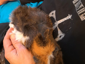 Tyttö Marsu, Jyrsijät, Lemmikkieläimet, Huittinen, Tori.fi Tyttö Marsu, Jyrsijät, Lemmikkieläimet, Huittinen, Tori.fi
