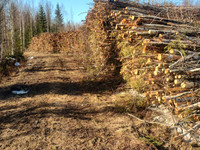 Energiapuuta pystykaupalla Yl-Savossa