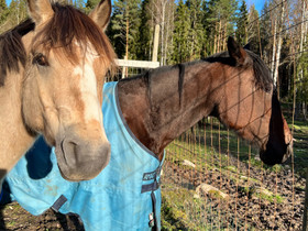 Nokialla kivat ruuna ja tamma, Hevoset ja ponit, Hevoset ja hevosurheilu, Nokia, Tori.fi Nokialla kivat ruuna ja tamma, Hevoset ja ponit, Hevoset ja hevosurheilu, Nokia, Tori.fi