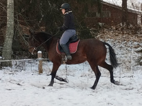 Lv tamma 11 v, Hevoset ja ponit, Hevoset ja hevosurheilu, Huittinen, Tori.fi Lv tamma 11 v, Hevoset ja ponit, Hevoset ja hevosurheilu, Huittinen, Tori.fi