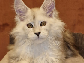 Maine Coon kissanpentu, Kissat, Lemmikkieläimet, Helsinki, Tori.fi Maine Coon kissanpentu, Kissat, Lemmikkieläimet, Helsinki, Tori.fi