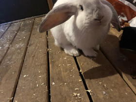 Sekarotuinen uros kani, Jyrsijät, Lemmikkieläimet, Porvoo, Tori.fi Sekarotuinen uros kani, Jyrsijät, Lemmikkieläimet, Porvoo, Tori.fi