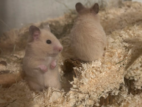 Syyrianhamsteri naaraspoikaset, Jyrsijät, Lemmikkieläimet, Hämeenlinna, Tori.fi Syyrianhamsteri naaraspoikaset, Jyrsijät, Lemmikkieläimet, Hämeenlinna, Tori.fi