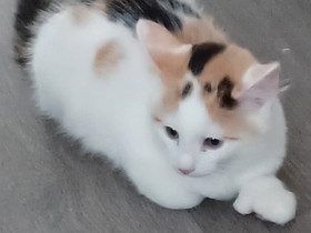 Puolipitkäkarvainen laivakissa tyttöpentu, Kissat, Lemmikkieläimet, Kauhava, Tori.fi Puolipitkäkarvainen laivakissa tyttöpentu, Kissat, Lemmikkieläimet, Kauhava, Tori.fi