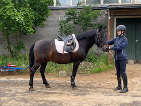 Zemaituika-poni, Hevoset ja ponit, Hevoset ja hevosurheilu, Riihimäki, Tori.fi Zemaituika-poni, Hevoset ja ponit, Hevoset ja hevosurheilu, Riihimäki, Tori.fi
