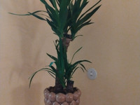 Palmu