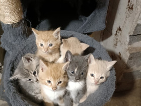 Maatiaiskissan pentuja, Kissat, Lemmikkieläimet, Tervola, Tori.fi Maatiaiskissan pentuja, Kissat, Lemmikkieläimet, Tervola, Tori.fi