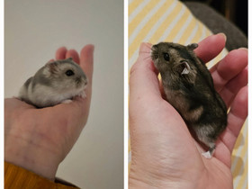 Kääpiöhamsteri talvikko(Tampere,Kangasala,Parkano), Jyrsijät, Lemmikkieläimet, Alajärvi, Tori.fi Kääpiöhamsteri talvikko(Tampere,Kangasala,Parkano), Jyrsijät, Lemmikkieläimet, Alajärvi, Tori.fi