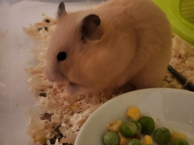 Kultahamsteri, Jyrsijät, Lemmikkieläimet, Oulu, Tori.fi Kultahamsteri, Jyrsijät, Lemmikkieläimet, Oulu, Tori.fi