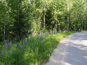 5300m², ruuhimäki, Toivakka, Tontit, Toivakka, Tori.fi 5300m², ruuhimäki, Toivakka, Tontit, Toivakka, Tori.fi