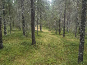 Kyläjoki, Tornio, Metsätilat ja maatilat, Tornio, Tori.fi Kyläjoki, Tornio, Metsätilat ja maatilat, Tornio, Tori.fi