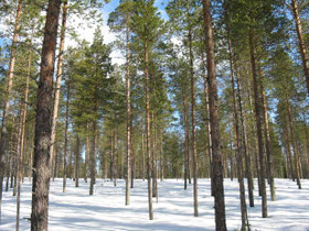 Kylmäkangas, Jumisko, Posio, Metsätilat ja maatilat, Posio, Tori.fi Kylmäkangas, Jumisko, Posio, Metsätilat ja maatilat, Posio, Tori.fi