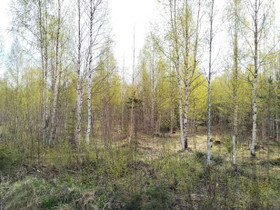 1.94 ha, Äijäläntie, Laukaa, Tontit, Laukaa, Tori.fi 1.94 ha, Äijäläntie, Laukaa, Tontit, Laukaa, Tori.fi