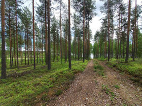 Pellavasniementie, Kesälahti, Kitee, Metsätilat ja maatilat, Rantasalmi, Tori.fi Pellavasniementie, Kesälahti, Kitee, Metsätilat ja maatilat, Rantasalmi, Tori.fi