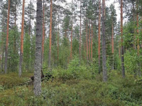 Vilskantie 461, Kangasniemi, Metsätilat ja maatilat, Kangasniemi, Tori.fi