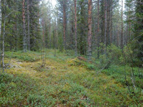 5815m², Hyrynsalmi, Pölhöjärvi Kortteli 1, tontti, Tontit, Hyrynsalmi, Tori.fi