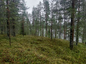 10000m², Mikonvaarantie, Kuusamo, Tontit, Kuusamo, Tori.fi