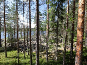 5628m², Muuruejärvi Tontti 13, Viitasaari, Tontit, Viitasaari, Tori.fi 5628m², Muuruejärvi Tontti 13, Viitasaari, Tontit, Viitasaari, Tori.fi