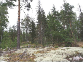 Soidinsuontie, Myrskylä, Metsätilat ja maatilat, Myrskylä, Tori.fi Soidinsuontie, Myrskylä, Metsätilat ja maatilat, Myrskylä, Tori.fi