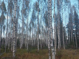 Lokakyläntie 277, Kannonkoski, Metsätilat ja maatilat, Kivijärvi, Tori.fi Lokakyläntie 277, Kannonkoski, Metsätilat ja maatilat, Kivijärvi, Tori.fi