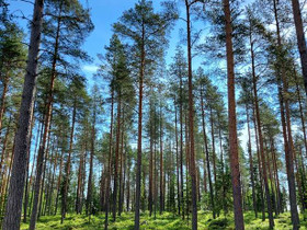 6341m², Lehtoranta Niemeläntie, Kannus, Tontit, Kannus, Tori.fi 6341m², Lehtoranta Niemeläntie, Kannus, Tontit, Kannus, Tori.fi